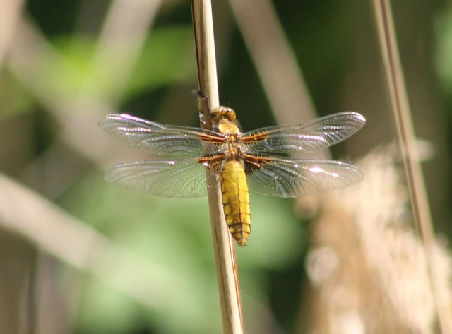 Libellula depressa - széles laposacsa