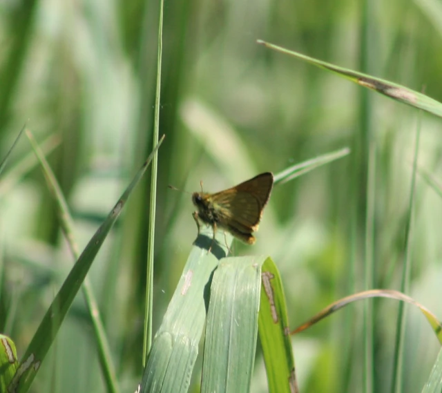 Ochlodes sylvanus - erdei busalepke