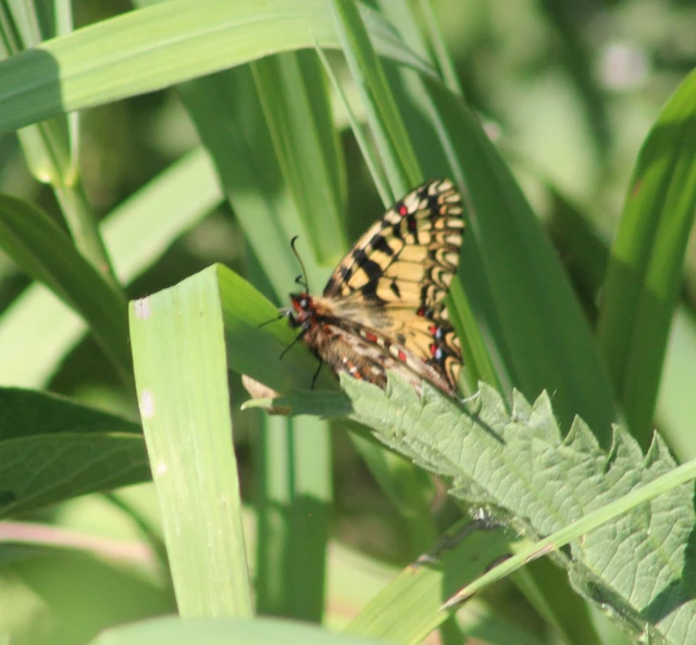 Zerynthia polyxena - farkasalmalepke