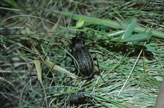 Carabus cancellatus - ragyás futrinka Carabus cancellatus - ragyás futrinka