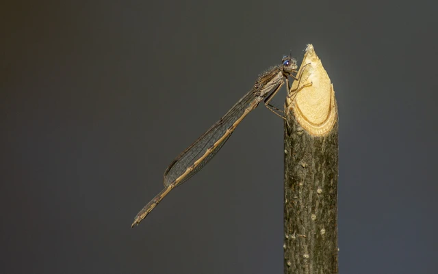 Sympecma fusca - téli rablószitakötő Sympecma fusca - téli rablószitakötő
