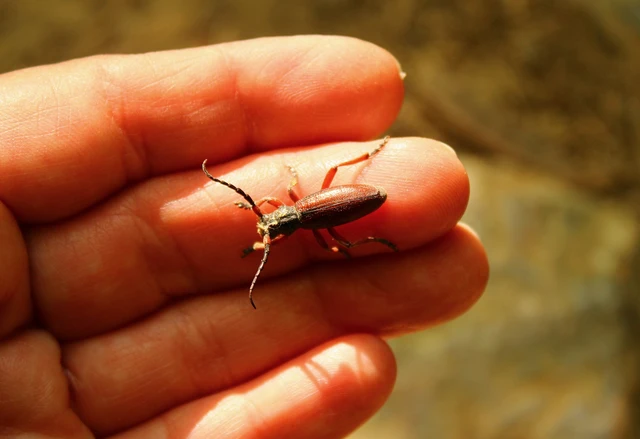 Dorcadion fulvum - barna gyalogcincér