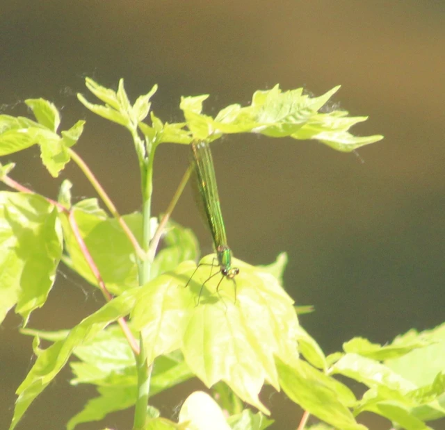 Calopteryx splendens - sávos szitakötő