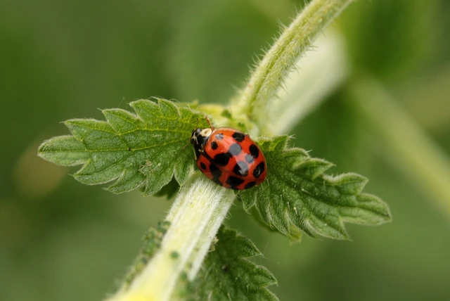 Harmonia axyridis - harlekinkatica