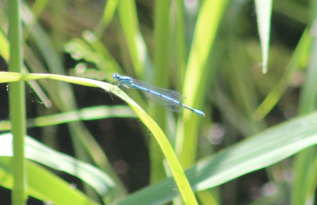 Coenagrion puella - azúrkék légivadász