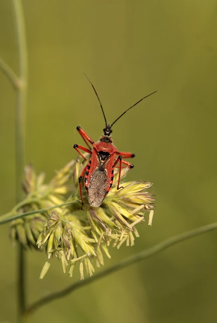 Rhynocoris iracundus - közönséges gyilkospoloska