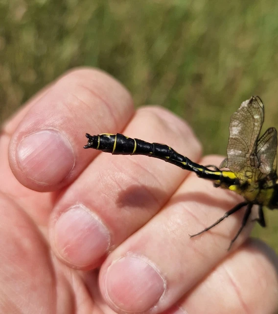 Gomphus vulgatissimus - feketelábú folyami-szitakötő Gomphus vulgatissimus - feketelábú folyami-szitakötő