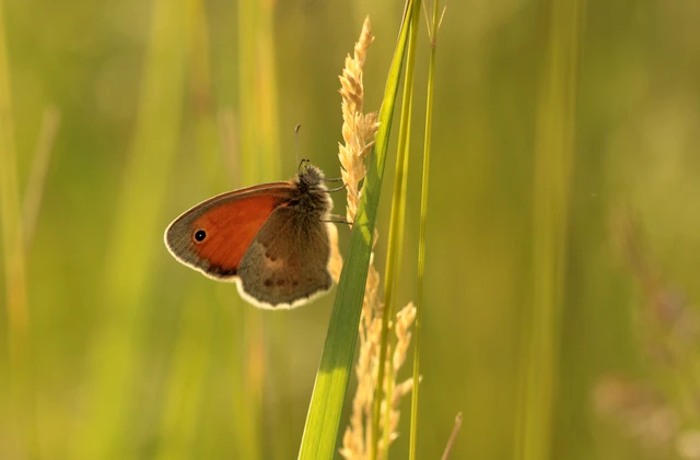 Coenonympha pamphilus - kis szénalepke
