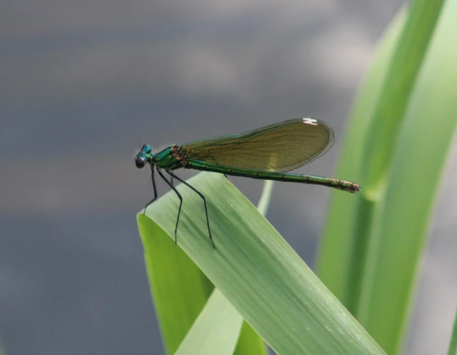 Calopteryx splendens - sávos szitakötő