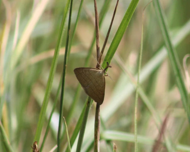 Polypogon tentacularia - sötétaljú karcsúbagoly
