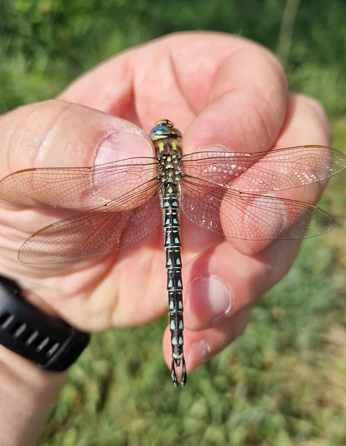 Brachytron pratense - szőrös karcsúacsa