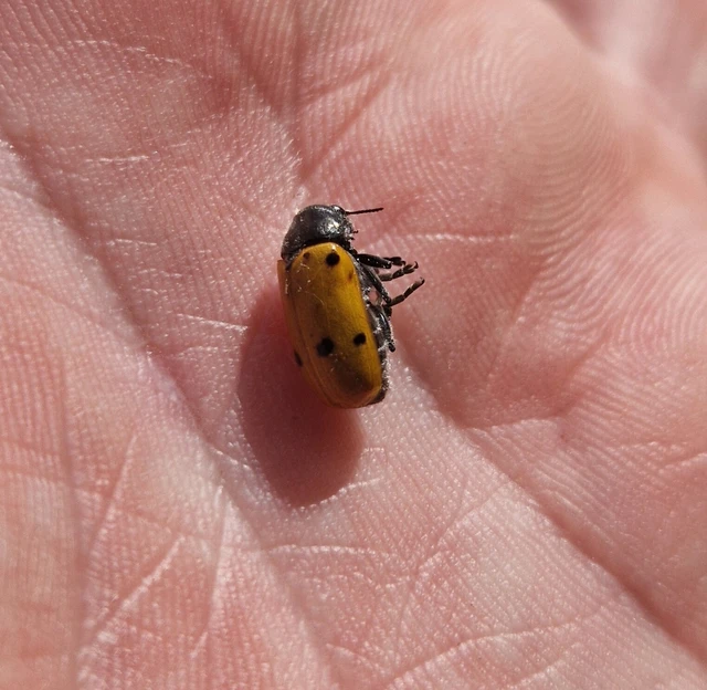 Lachnaia sexpunctata - szőrösnyakú zsákhordóbogár
