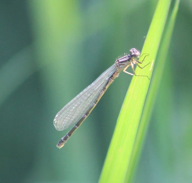 Coenagrion ornatum - díszes légivadász