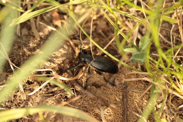 Dorcadion aethiops - fekete gyalogcincér Dorcadion aethiops - fekete gyalogcincér