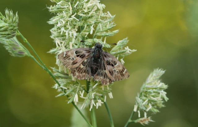 Carcharodus alceae - mályva-busalepke