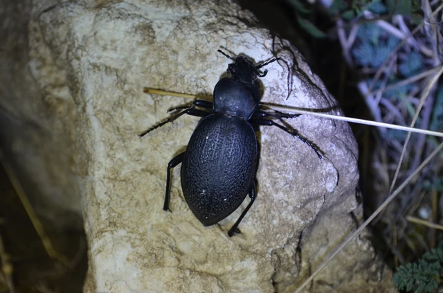 Carabus coriaceus - bőrfutrinka Carabus coriaceus - bőrfutrinka
