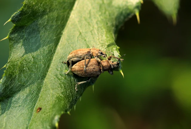 Tanymecus palliatus - közönséges hegyesfarúbarkó