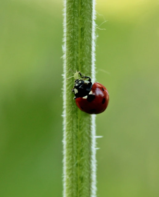 Coccinella septempunctata - hétpettyes katica
