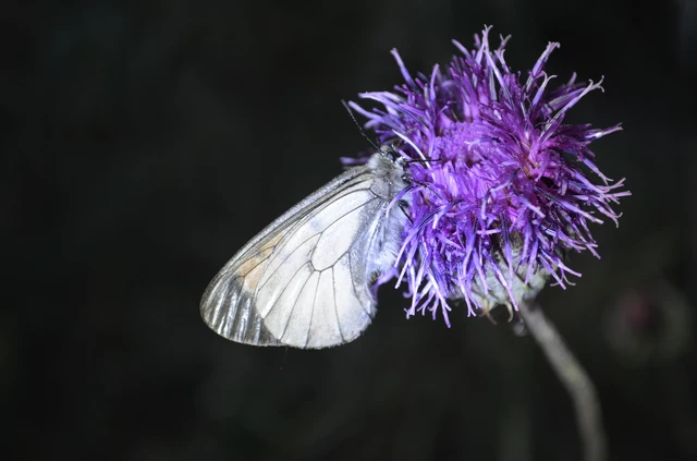 Parnassius mnemosyne - kis apollólepke