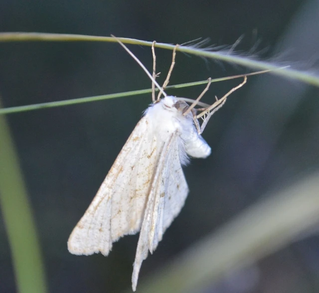 Dyscia conspersaria - sziklaüröm-araszoló