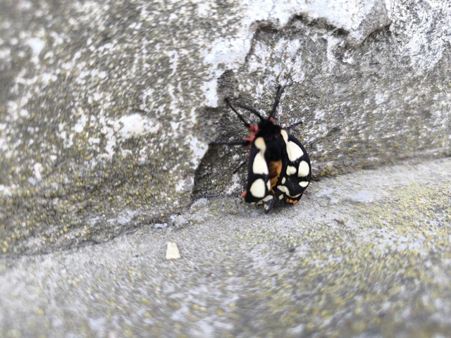 Arctia villica - fekete medvelepke