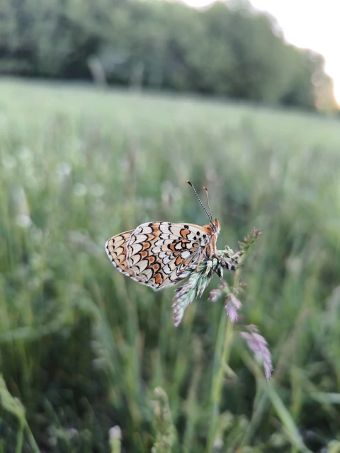 Melitaea phoebe - nagy tarkalepke