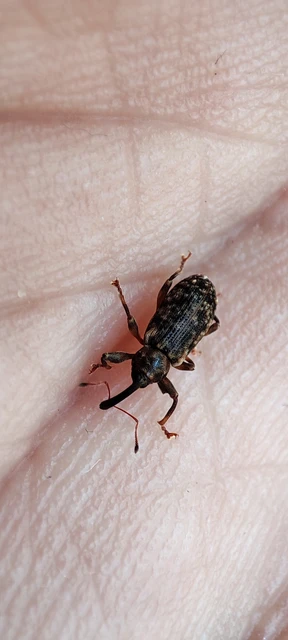 Dorytomus
