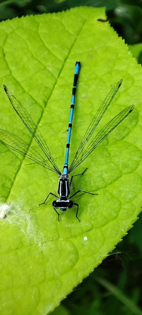 Coenagrion puella - azúrkék légivadász