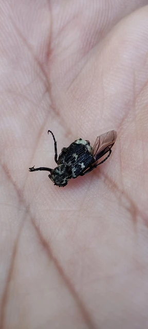 Valgus hemipterus - suta virágbogár