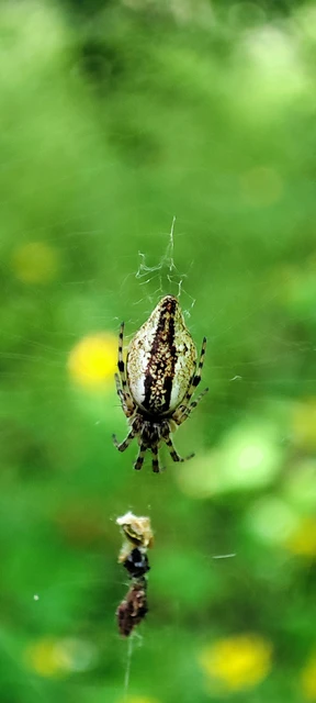 Cyclosa conica - csúcsos keresztespók