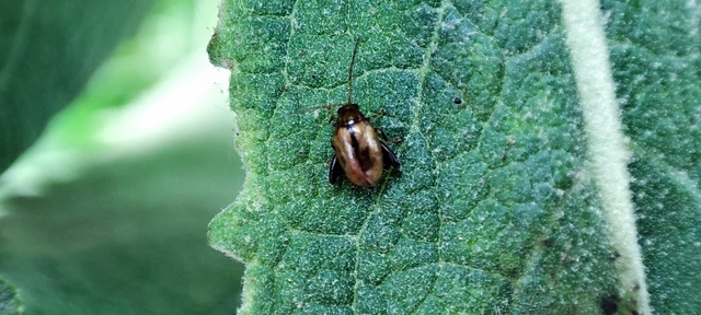 Longitarsus