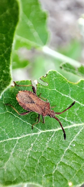 Coreidae - karimáspoloskák