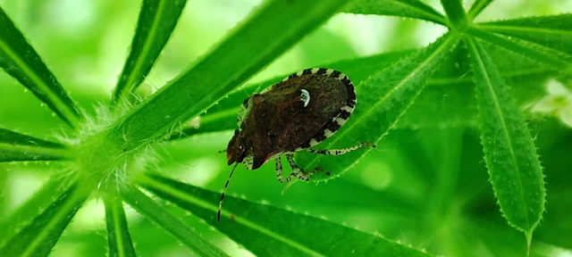 Dyroderes umbraculatus Dyroderes umbraculatus