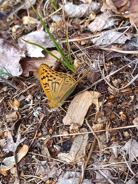 Argynnis pandora - zöldes gyöngyházlepke