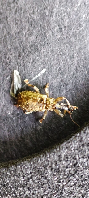 Dorytomus