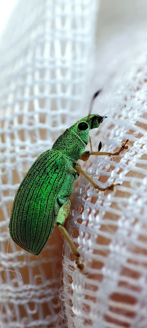 Polydrusus formosus - selymes lombormányos