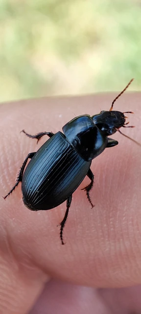 Carabidae - futóbogárfélék