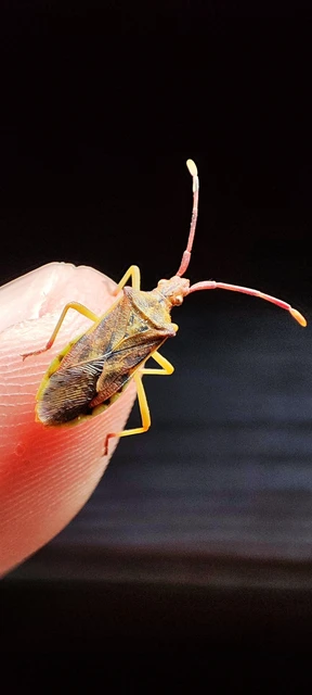 Gonocerus juniperi - boróka-karimáspoloska