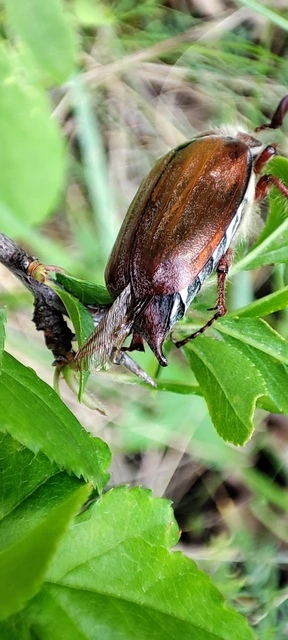 Melolontha hippocastani - erdei cserebogár
