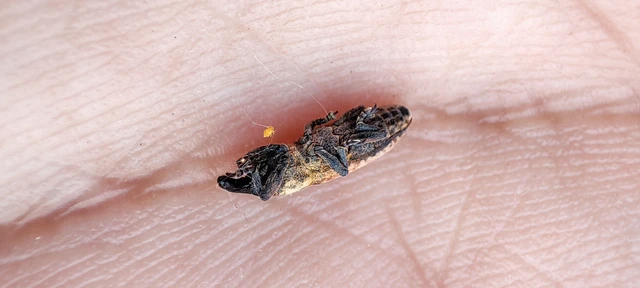 Lixus brevipes - vaskosorrú dudvabarkó