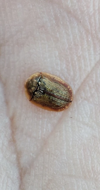 Hypocassida subferruginea - közönséges bordáspajzsbogár