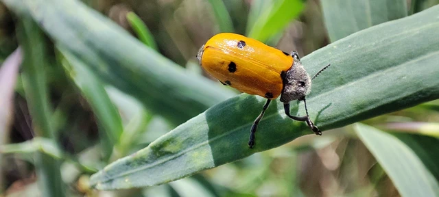Lachnaia sexpunctata - szőrösnyakú zsákhordóbogár