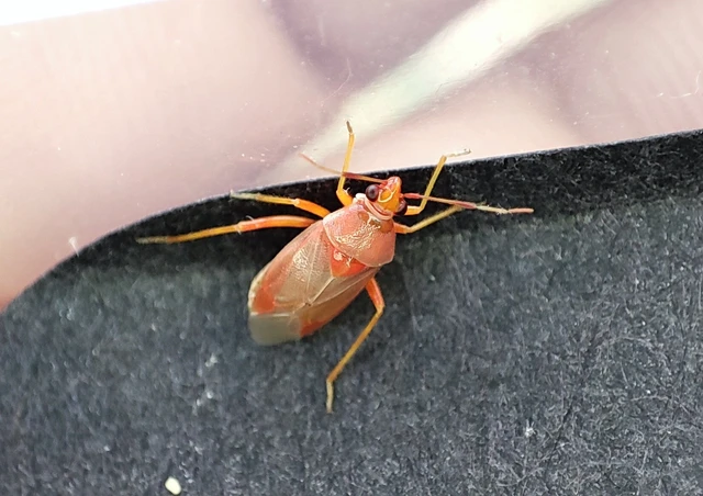 Miridae - mezeipoloskák