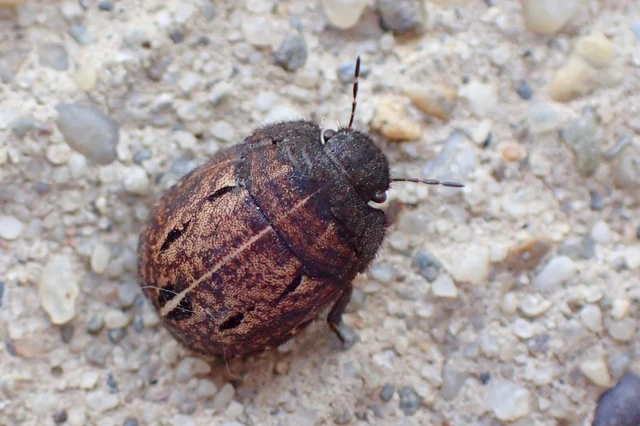 Odontoscelis Odontoscelis