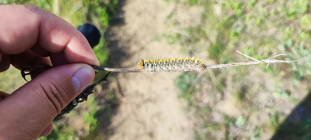 Lasiocampa trifolii - lóhereszövő