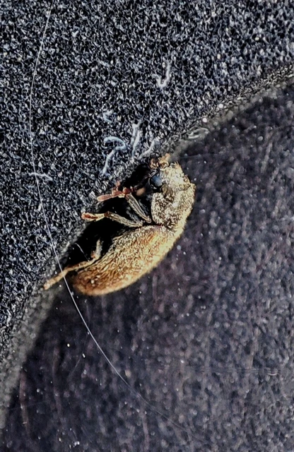 Hyperisus plumbeus - fémes álszú