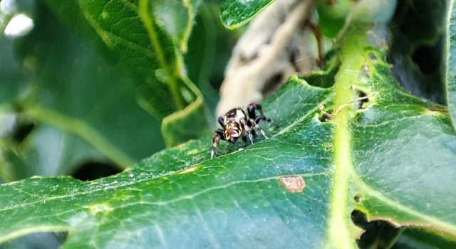 Salticidae - ugrópókok