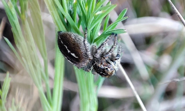 Salticidae - ugrópókok