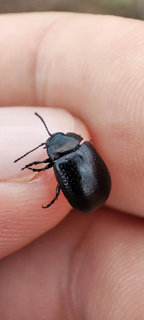 Chrysolina