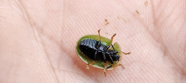 Cassida rubiginosa - lapos pajzsbogár